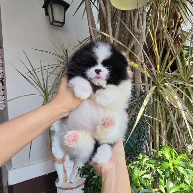 ปอมเมอเรเนียนหน้าหมี