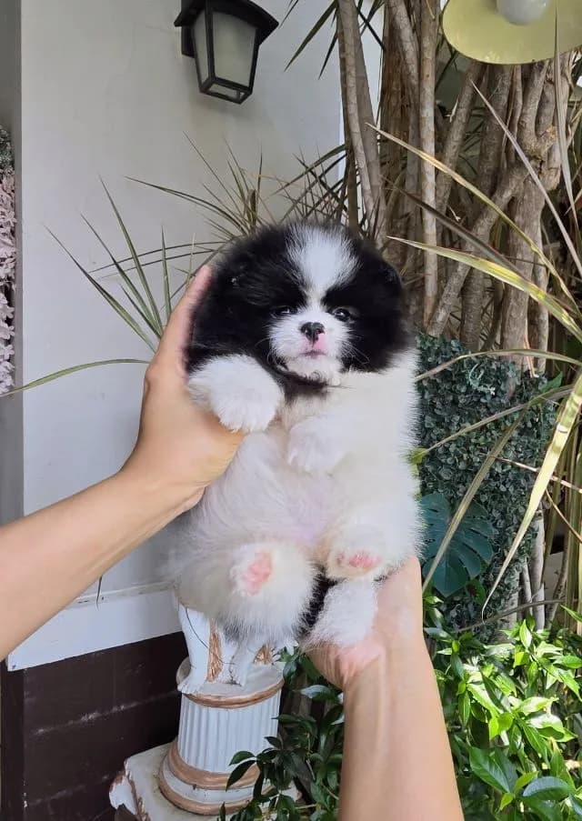 ปอมเมอเรเนียนหน้าหมี