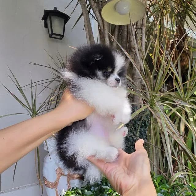 ปอมเมอเรเนียนหน้าหมี