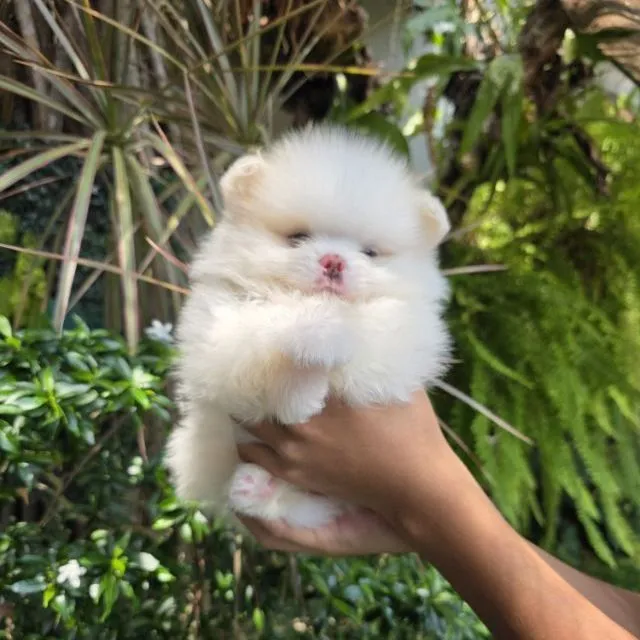 ปอมเมอเรเนียนหน้าหมี