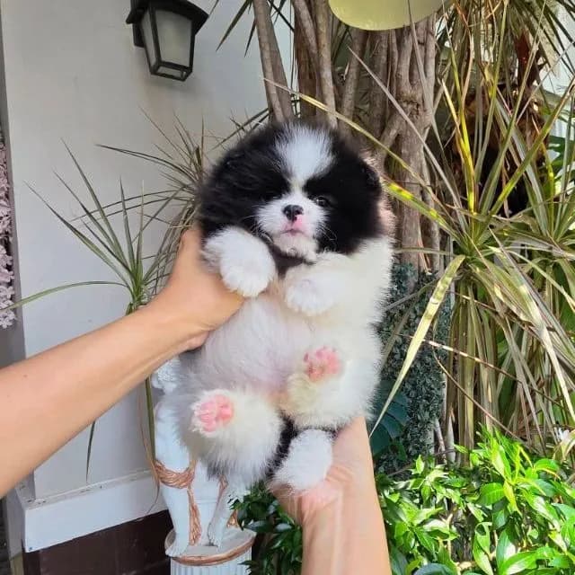 ปอมเมอเรเนียนหน้าหมี