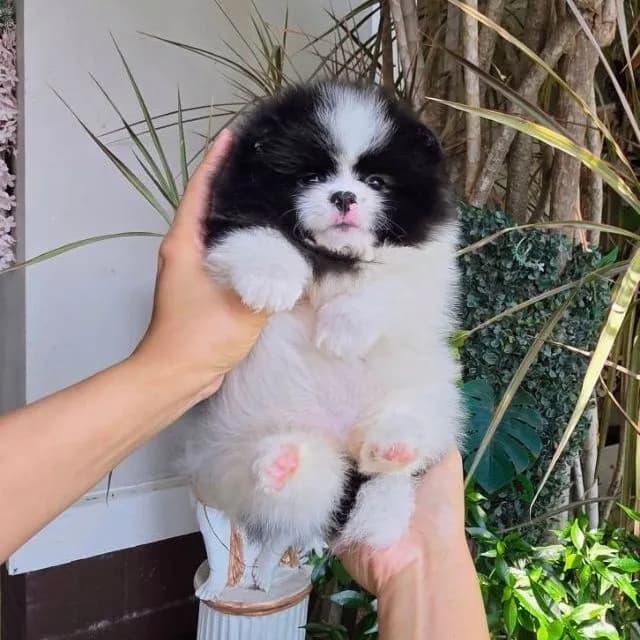 ปอมเมอเรเนียนหน้าหมี