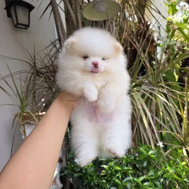 ปอมเมอเรเนียนหน้าหมี