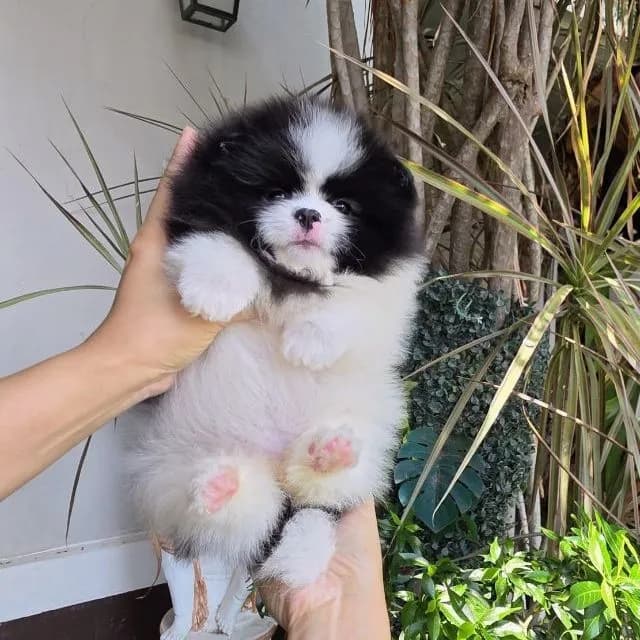 ปอมเมอเรเนียนหน้าหมี
