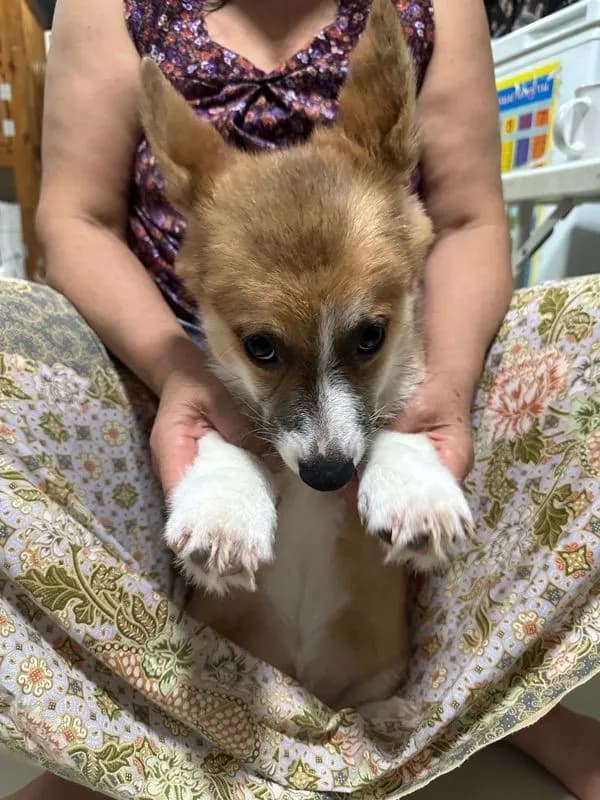 ลูกสุนัขคอร์กี้