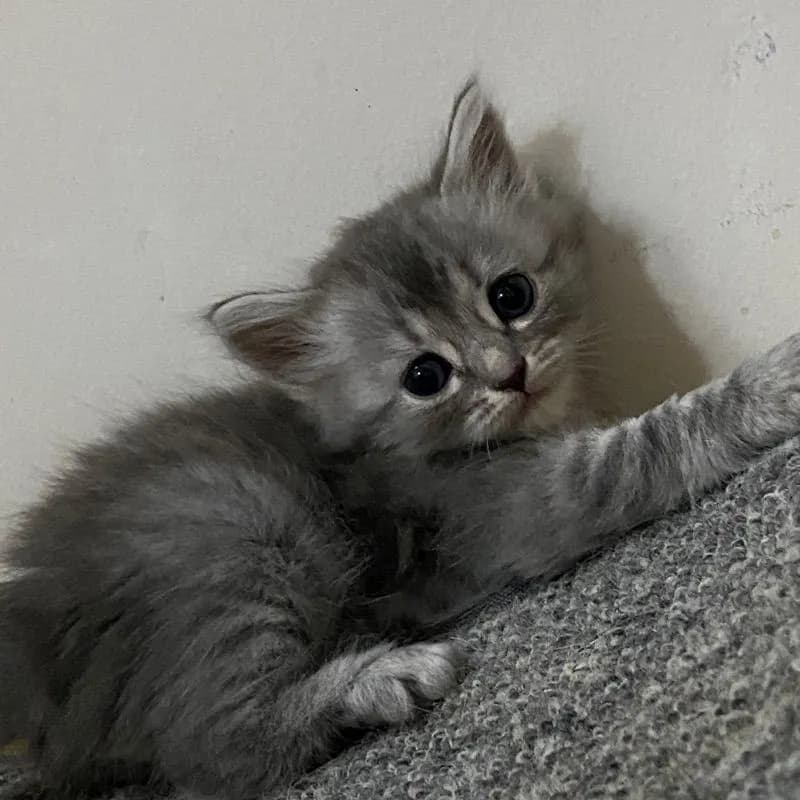 ลูกแมวสกอตติสขนยาว