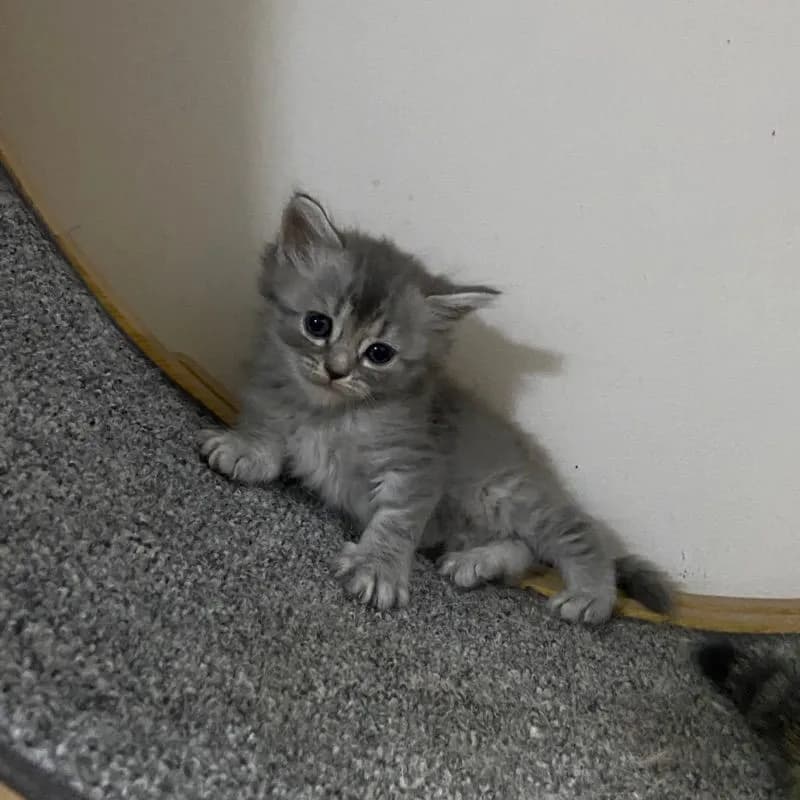 ลูกแมวสกอตติสขนยาว
