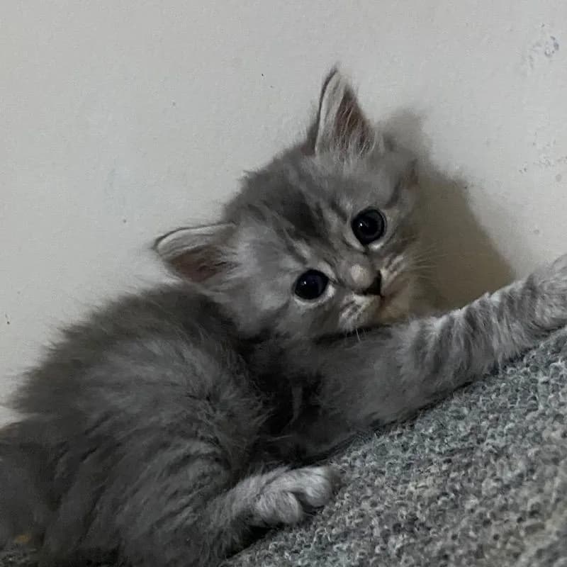 ลูกแมวสกอตติสขนยาว
