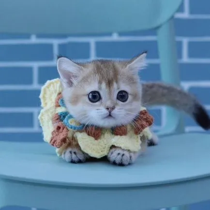 Munchkin