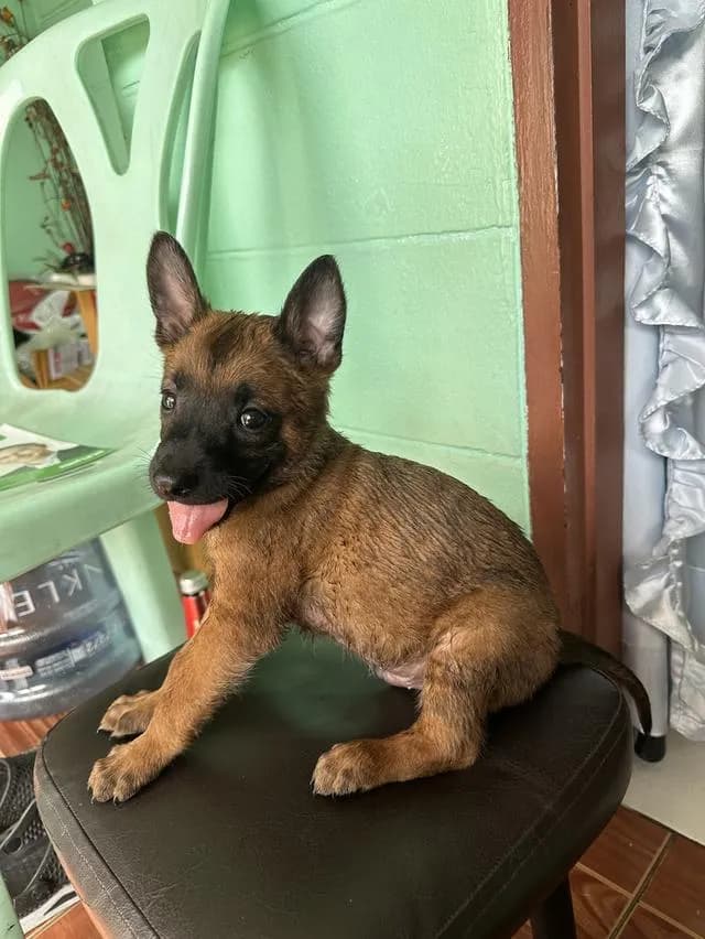 ลูกสุนัข เบลเยี่ยมมาลีนอย