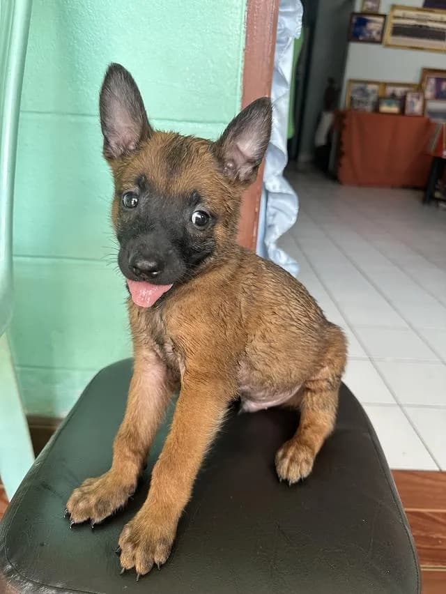 ลูกสุนัข เบลเยี่ยมมาลีนอย