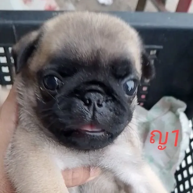 ปั๊กแท้เพศเมีย