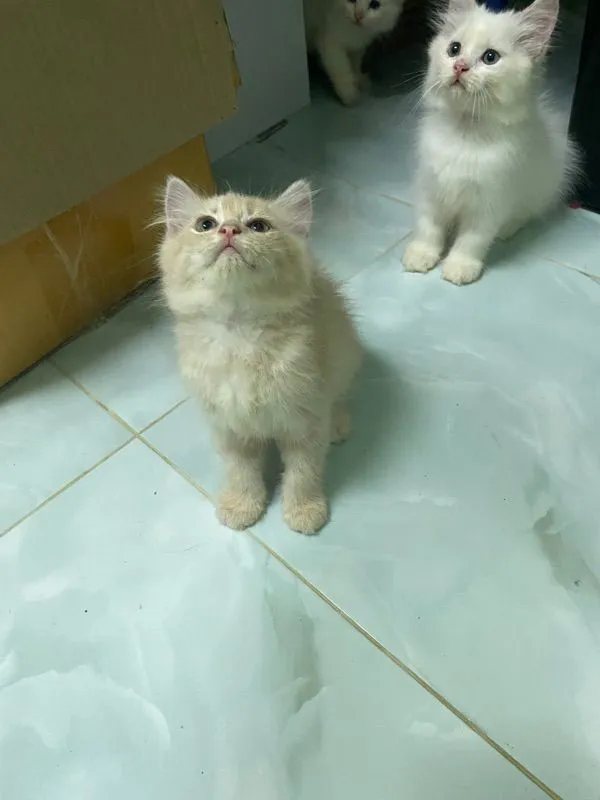 น้องแมวเปอร์เซีย