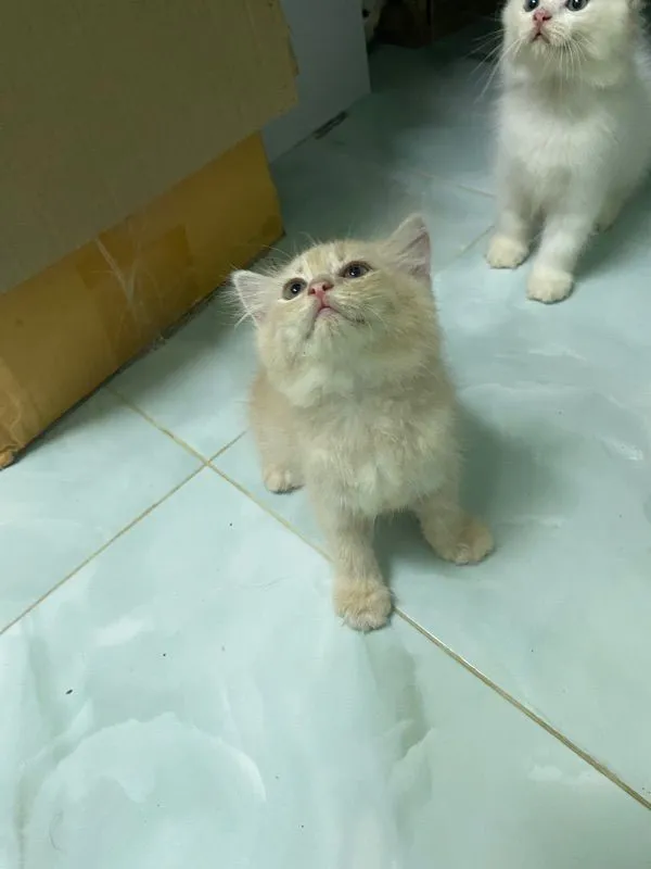 น้องแมวเปอร์เซีย