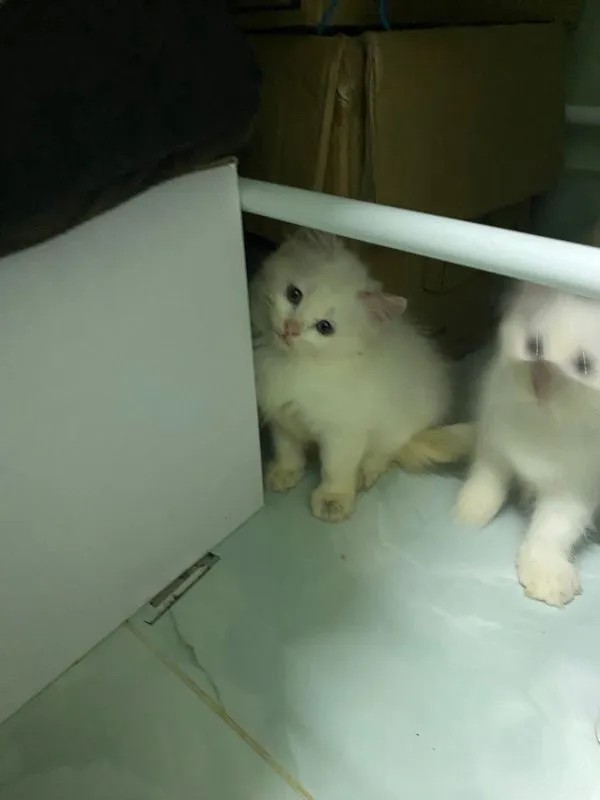 น้องแมวเปอร์เซีย
