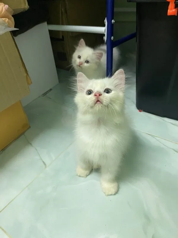 น้องแมวเปอร์เซีย