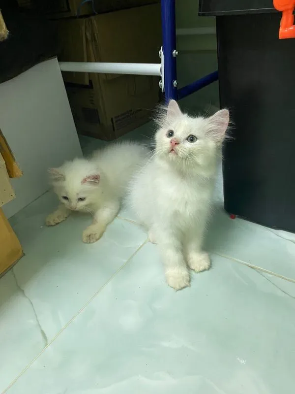 น้องแมวเปอร์เซีย