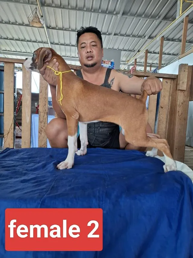 สุนัขพันธุ์บ็อกเซอร์ Boxer dog