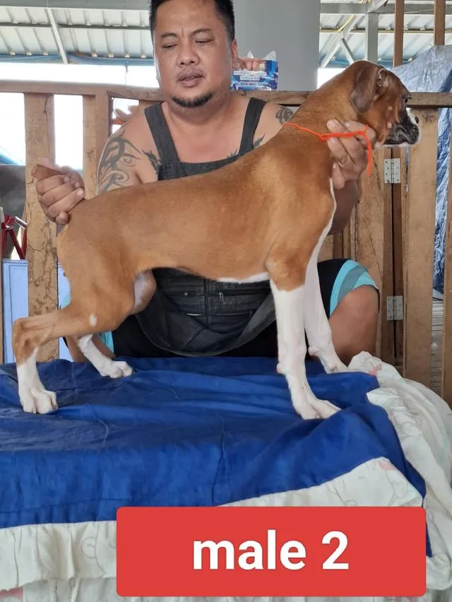 สุนัขพันธุ์บ็อกเซอร์ Boxer dog