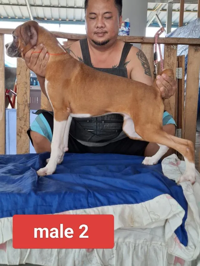 สุนัขพันธุ์บ็อกเซอร์ Boxer dog