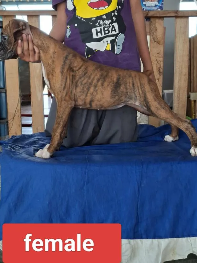 สุนัขพันธุ์บ็อกเซอร์ Boxer dog