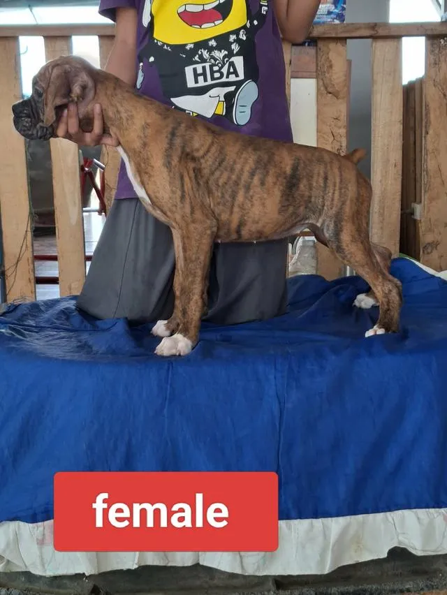 สุนัขพันธุ์บ็อกเซอร์ Boxer dog