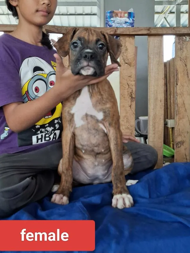 สุนัขพันธุ์บ็อกเซอร์ Boxer dog