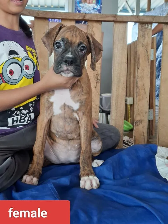 สุนัขพันธุ์บ็อกเซอร์ Boxer dog