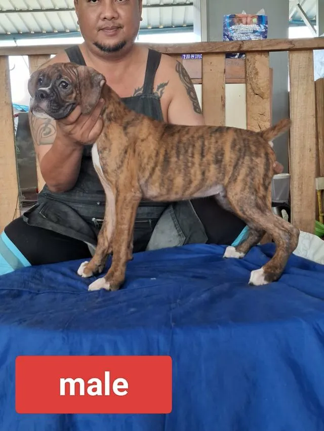 สุนัขพันธุ์บ็อกเซอร์ Boxer dog