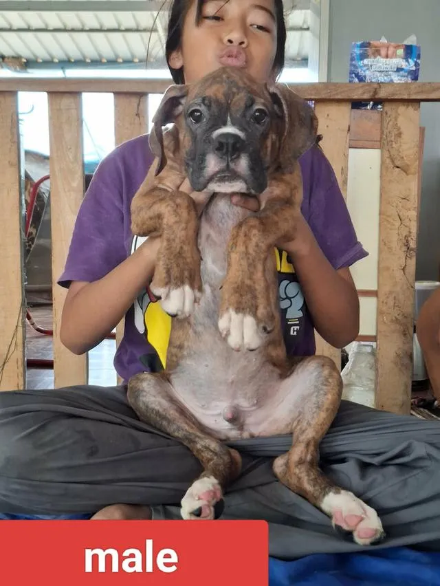 สุนัขพันธุ์บ็อกเซอร์ Boxer dog