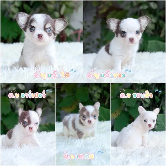 Chihuahuaขนยาวพันธุ์แท้