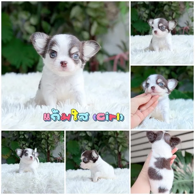 Chihuahuaขนยาวพันธุ์แท้