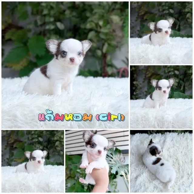 Chihuahuaขนยาวพันธุ์แท้