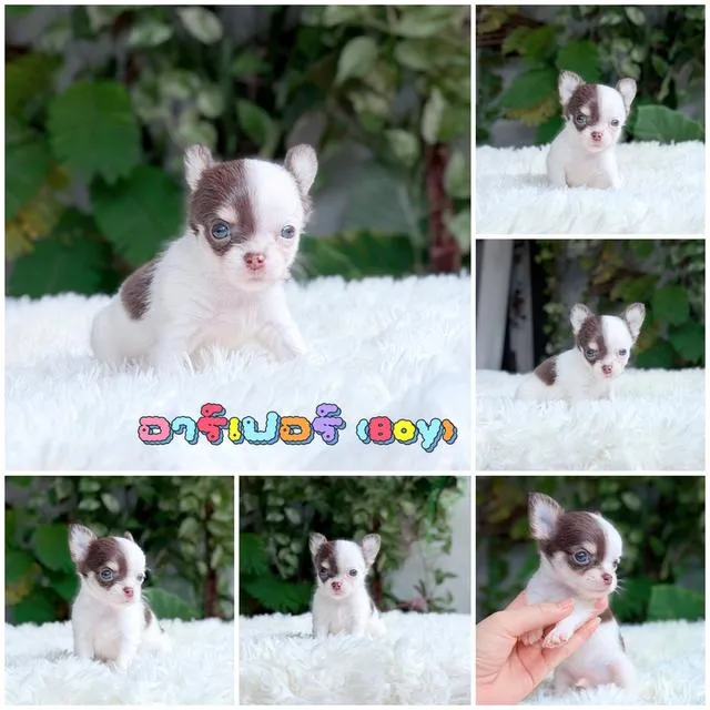 Chihuahuaขนยาวพันธุ์แท้