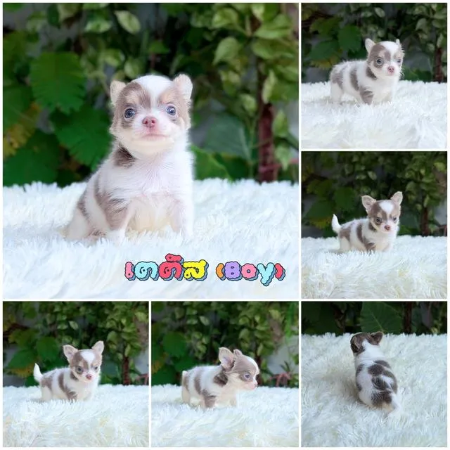 Chihuahuaขนยาวพันธุ์แท้