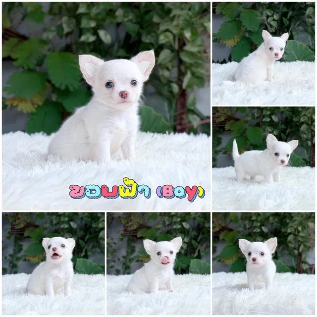 Chihuahuaขนยาวพันธุ์แท้