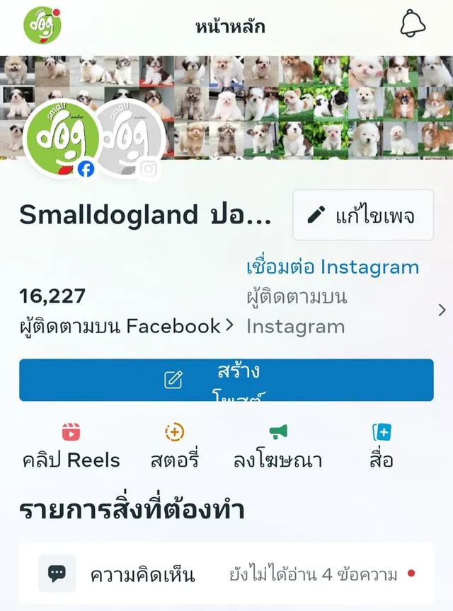 Chihuahuaขนยาวพันธุ์แท้