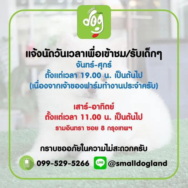 Chihuahuaขนยาวพันธุ์แท้