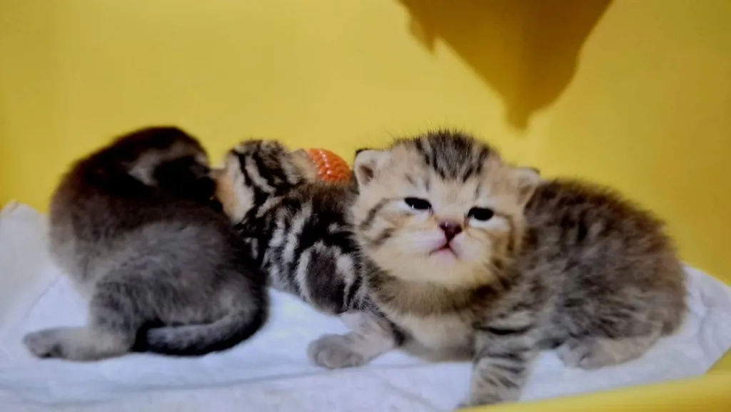 เเมวบริติชช๊อตเเฮร์ tabby