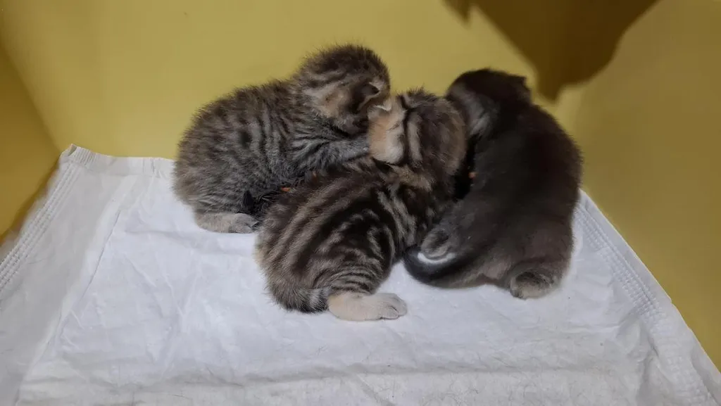 เเมวบริติชช๊อตเเฮร์ tabby