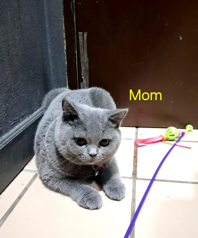 เเมวบริติชช๊อตเเฮร์ tabby