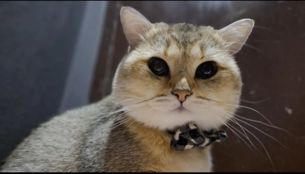 เเมวบริติชช๊อตเเฮร์ tabby