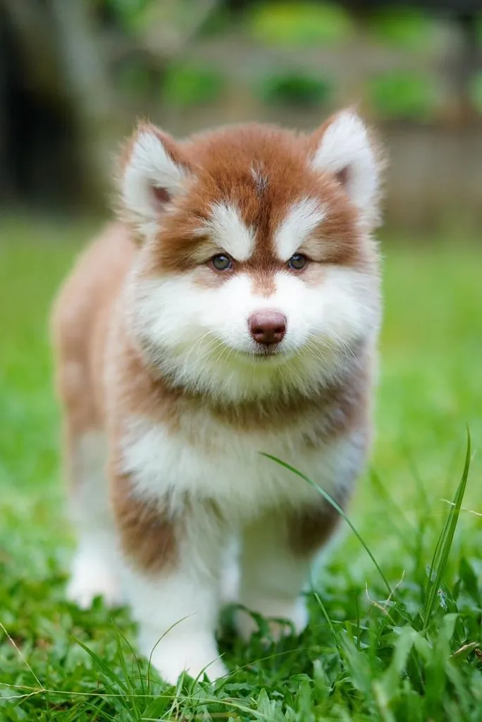 Purebred Siberian Husky Puppies for Your Home