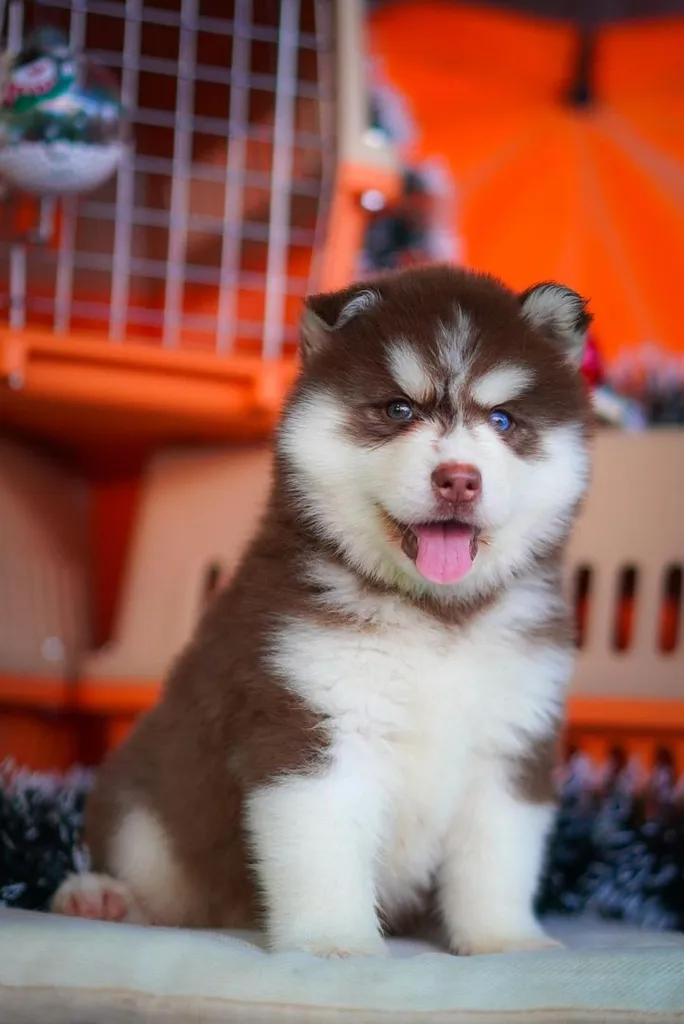 Purebred Siberian Husky Puppies for Your Home