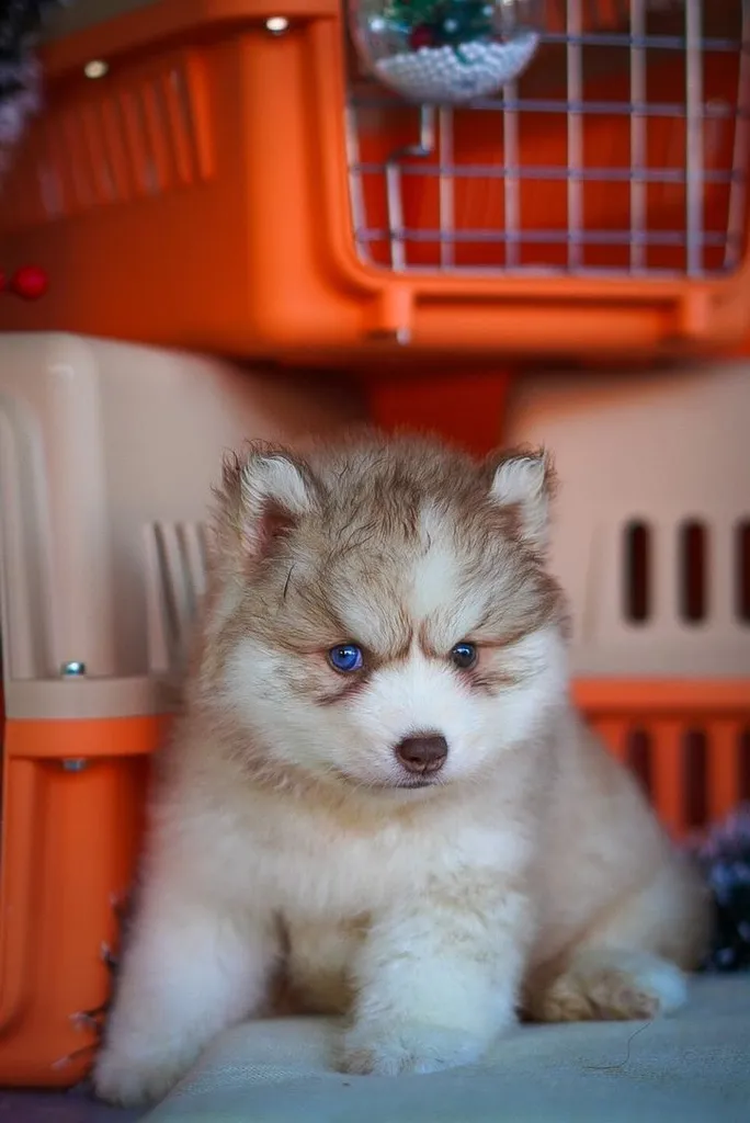 Purebred Siberian Husky Puppies for Your Home