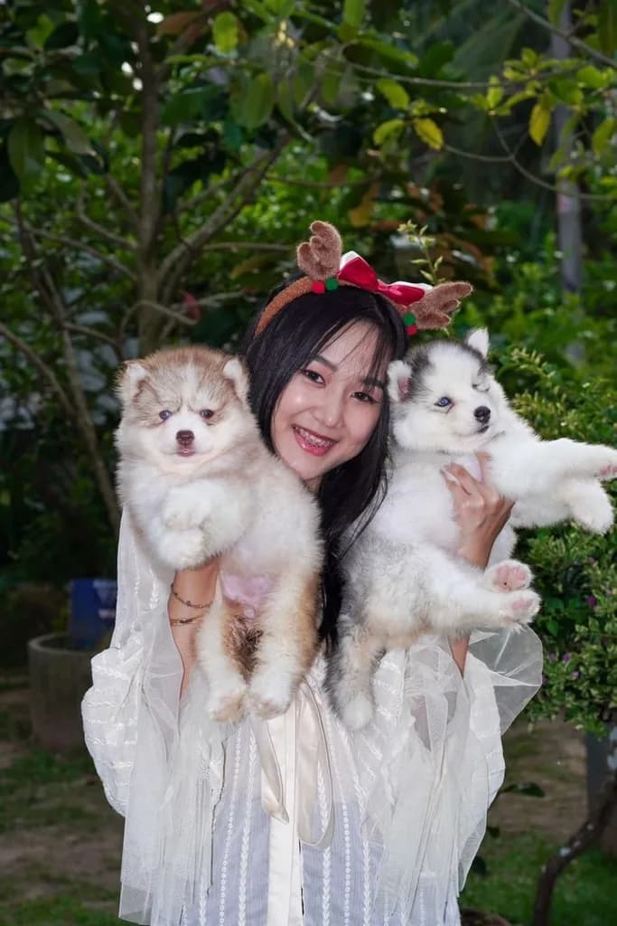 Purebred Siberian Husky Puppies for Your Home