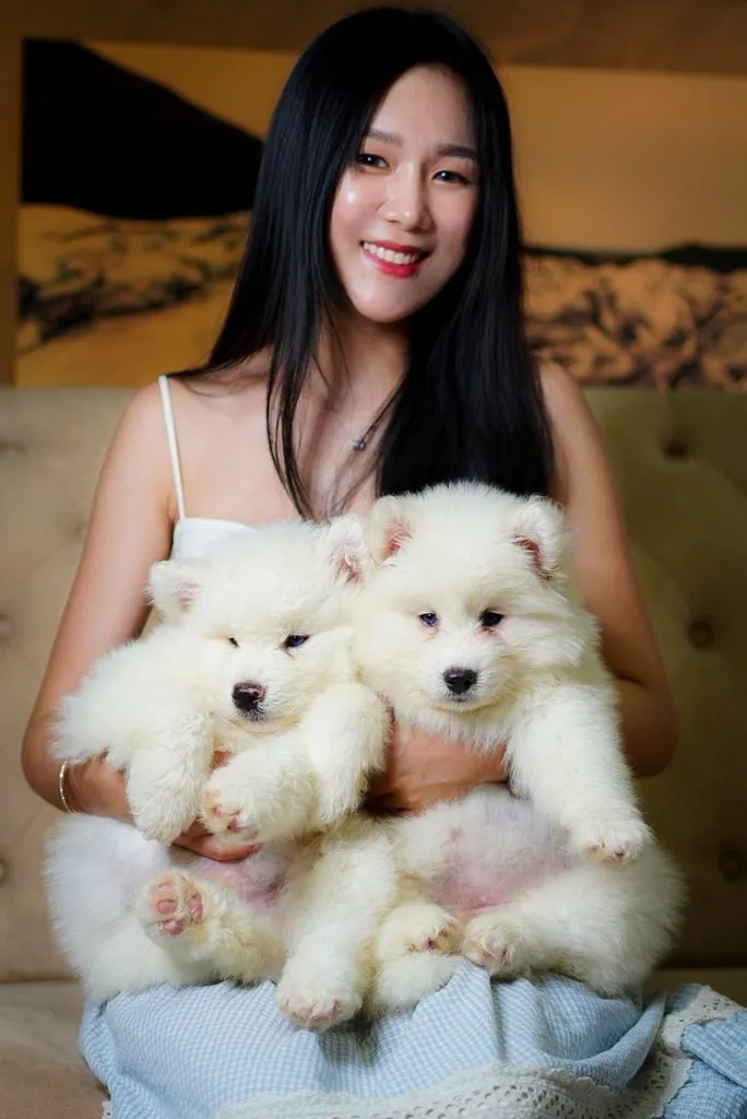 Purebred Siberian Husky Puppies for Your Home