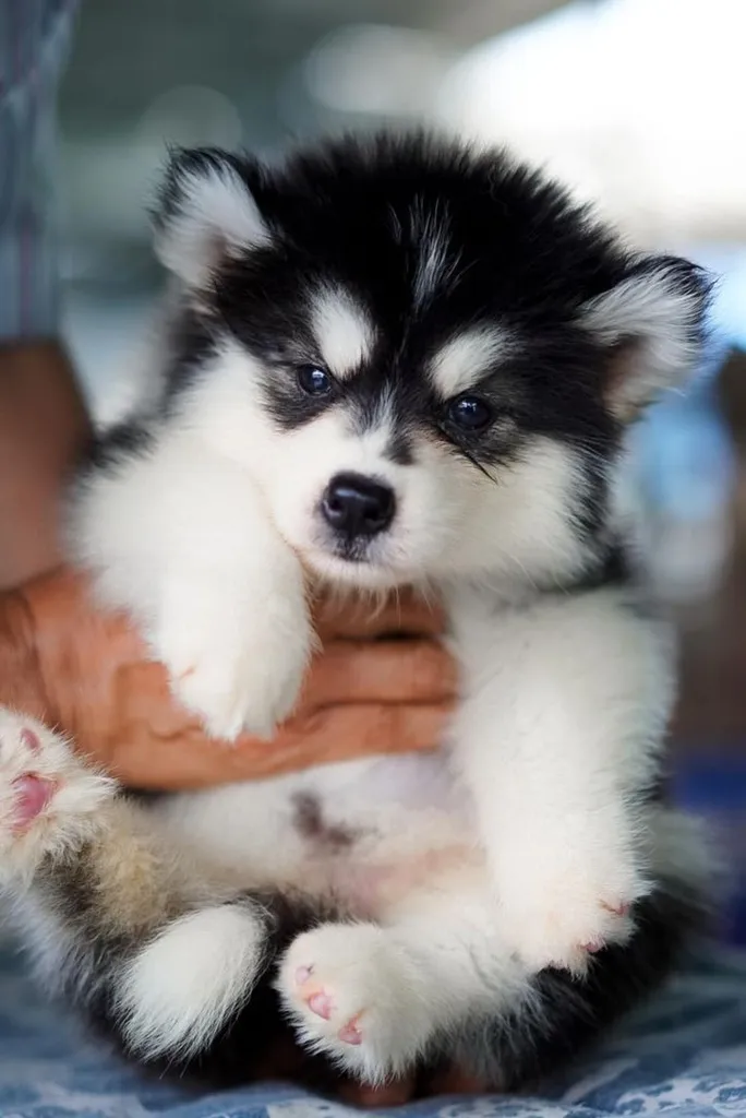 Purebred Siberian Husky Puppies for Your Home