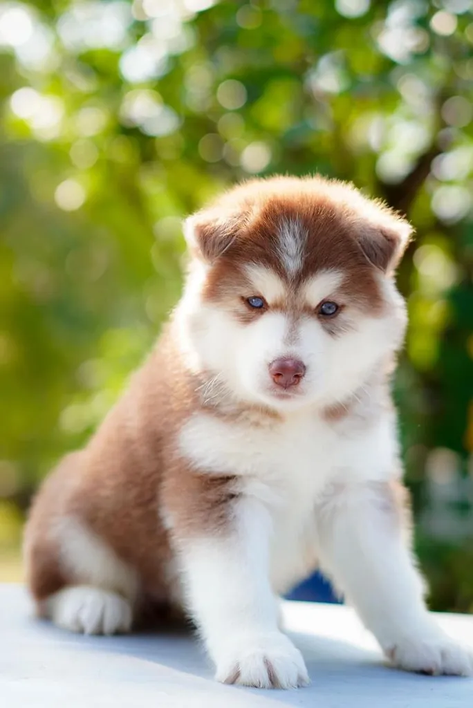 Purebred Siberian Husky Puppies for Your Home