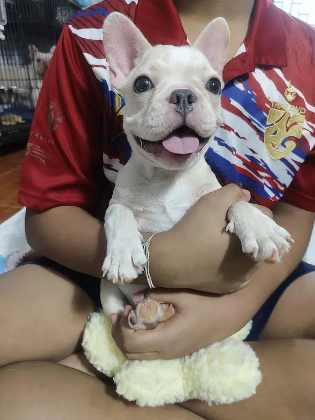 สุนัขเฟร้นช์บลูด๊อกคะ